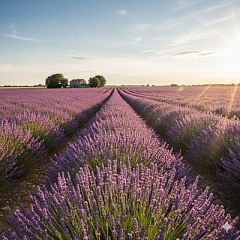 Lavender Breeze Parfümöl - F&uuml;r weitere Informationen anklicken